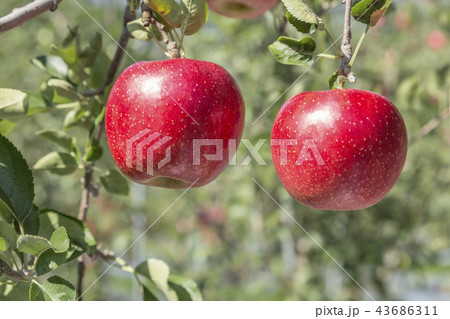 リンゴ りんご リンゴの木 43686311
