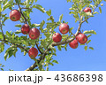 リンゴ りんご リンゴの木 43686398