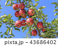 リンゴ りんご リンゴの木 43686402