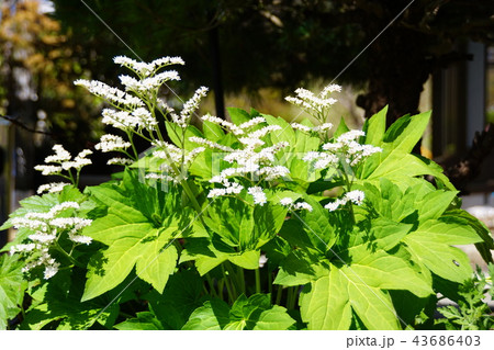 丹頂草 タンチョウソウ　花言葉は「愛嬌」 43686403