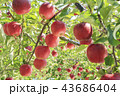 リンゴ りんご リンゴの木 43686404