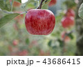 リンゴ りんご リンゴの木 43686415