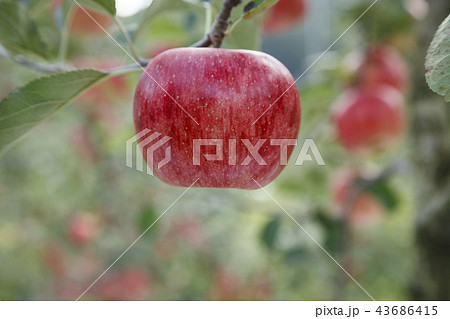 リンゴ りんご リンゴの木 43686415