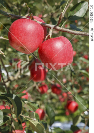 リンゴ りんご リンゴの木 43686416