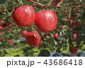 リンゴ りんご リンゴの木 43686418