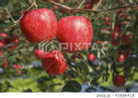 リンゴ りんご リンゴの木 43686418