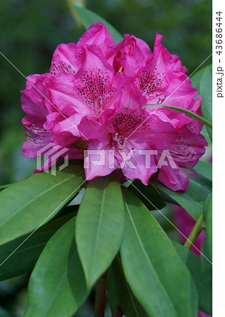 石楠花 シャクナゲ 花言葉は「荘厳」 石楠花 シャクナゲ 花言葉は「荘厳」 43686444