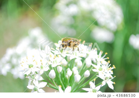 ハナムグリと韮の花 ハナムグリと韮の花 43686530