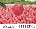 リンゴ りんご リンゴの木 43686541