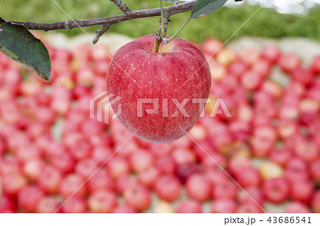 リンゴ りんご リンゴの木 43686541