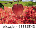 リンゴ りんご リンゴの木 43686543