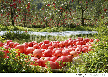リンゴ りんご リンゴの木 43686544