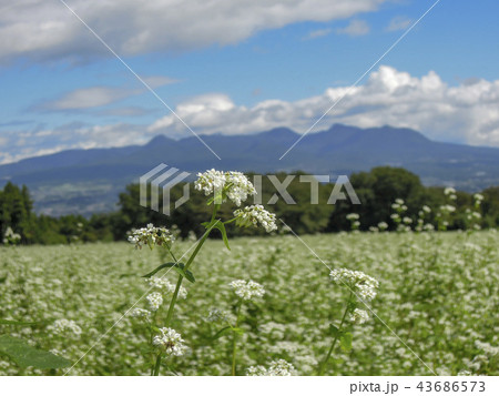 そば畑 そば畑 43686573