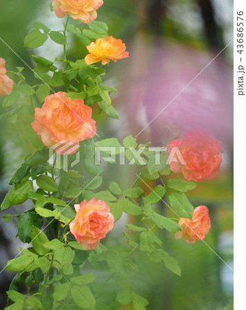 ローズガーデンのバラ 43686576