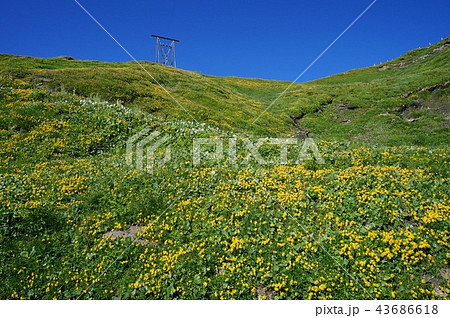 フィルスト・ハイキングコースのお花畑（スイス/グリンデルワルト） 43686618