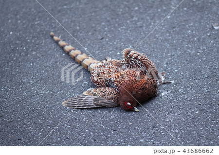 ヤマドリの死骸 ヤマドリの死骸 43686662