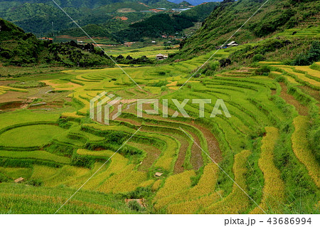 広大なベトナムの棚田 広大なベトナムの棚田 43686994