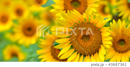ヒマワリの花　 43687361