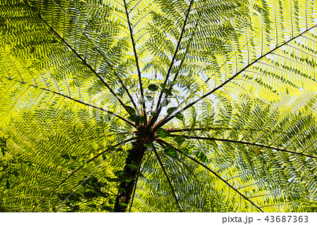 大きなソテツ 43687363