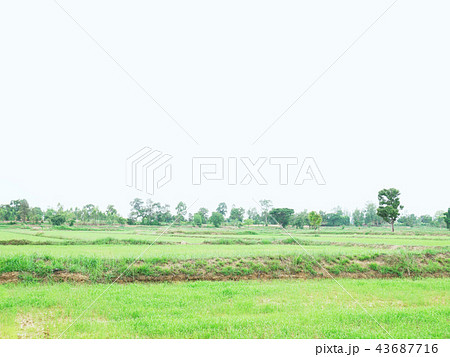 Beautiful sunlight and tree field landscape. Beautiful sunlight and tree field landscape. 43687716