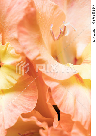Background of yellow and orange Gladiolus flowers Background of yellow and orange Gladiolus flowers 43688297