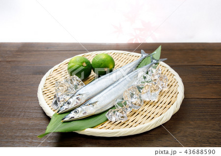 食材　鮮魚　生さんま　2018 43688590