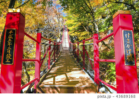 紅葉とけさかけ橋 紅葉とけさかけ橋 43689168