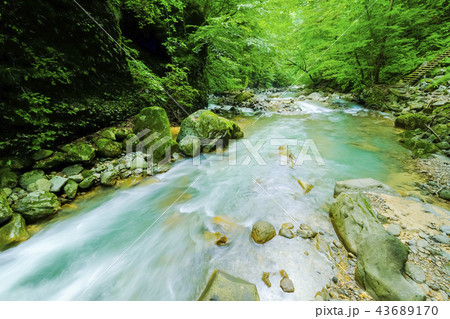 新緑のスッカン沢 43689170