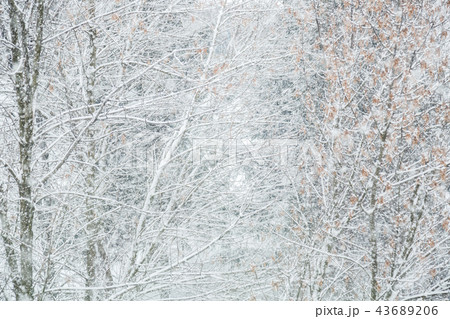 Fairy-tale winter weather. Heavy snowfall. 43689206
