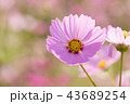 Cosmos flower, beautiful cosmos flowers 43689254