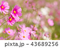 Cosmos flower, beautiful cosmos flowers 43689256