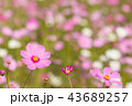 Cosmos flower, beautiful cosmos flowers  43689257
