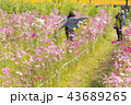 Cosmos flower, beautiful cosmos flowers  43689265