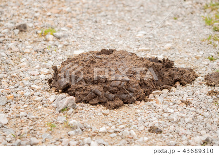 A heap of cow dung on the way 43689310