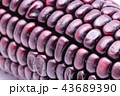 black corn seed on white background 43689390