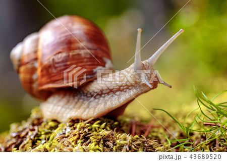 Helix pomatia also Roman snail, Burgundy snail Helix pomatia also Roman snail, Burgundy snail 43689520