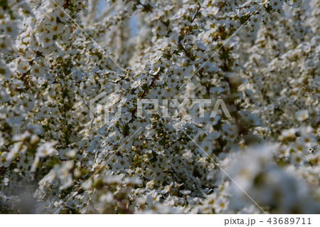 ユキヤナギの花 ユキヤナギの花 43689711