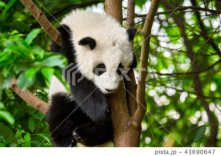 Giant panda bear in China 43690647