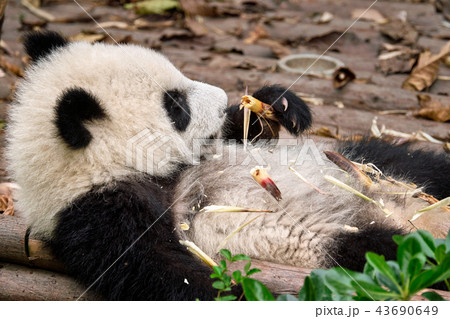 Giant panda bear in China 43690649