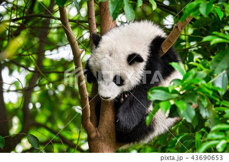 Giant panda bear in China 43690653