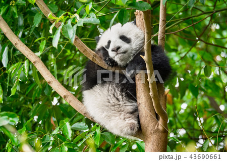 Giant panda bear in China 43690661