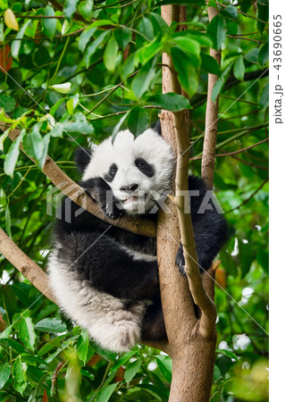Giant panda bear in China 43690665
