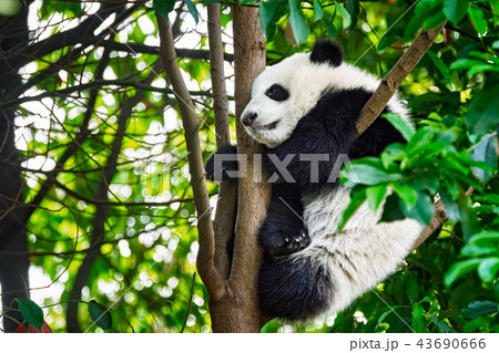 Giant panda bear in China 43690666