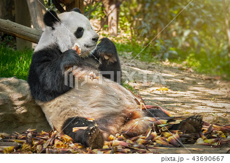 Giant panda bear in China 43690667