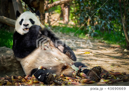 Giant panda bear in China 43690669
