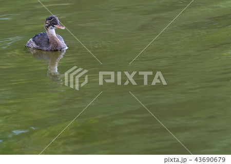 水上のカイツブリ 水上のカイツブリ 43690679