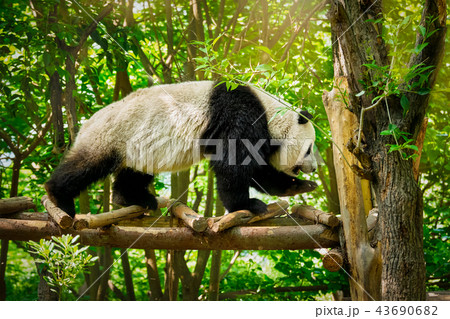 Giant panda bear in China 43690682