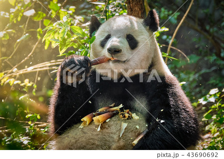 Giant panda bear in China 43690692