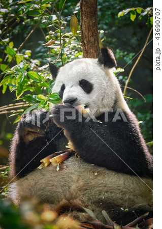 Giant panda bear in China 43690707