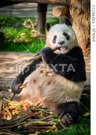 Giant panda bear in China 43690711